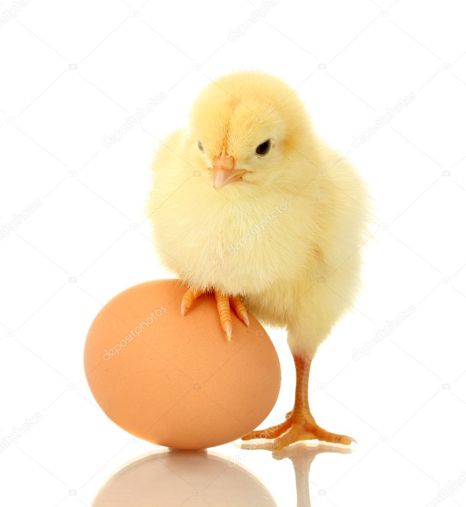 Beautiful little chicken and egg isolated on the white
