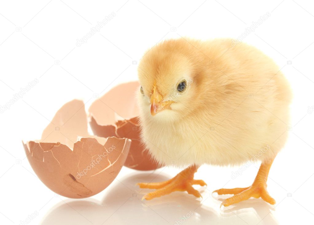Beautiful little chicken and eggshell isolated on the white