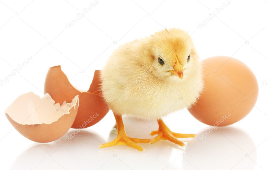 Beautiful little chicken, egg and eggshell isolated on the white