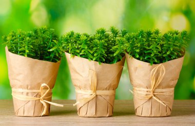 Thyme herb plants in pots with beautiful paper decor on green background on wooden table clipart