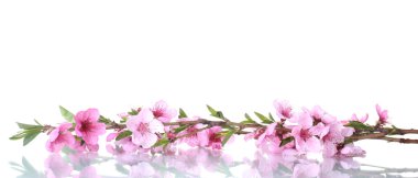 Beautiful pink peach blossom isolated on white clipart