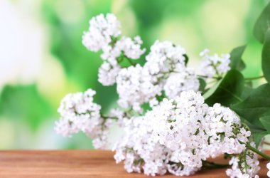 yeşil renkli yakın çekim üzerinde pembe leylak dalı