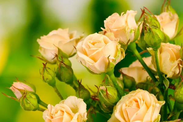 Krásné malé růže na zeleném pozadí — Stock fotografie