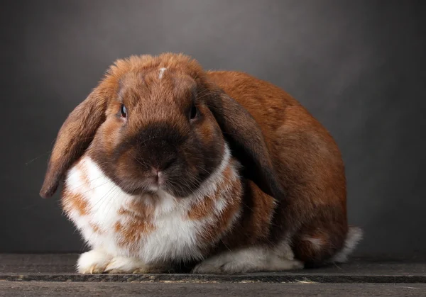 Schlappohr-Kaninchen auf grauem Hintergrund — Stockfoto