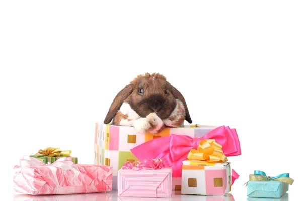 Lop-Eared tavşan üzerinde beyaz izole pembe fiyonklu hediye kutusu — Stok fotoğraf