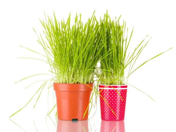 Зеленая трава в двух цветочных горшках, изолированных на белом — стоковое фото