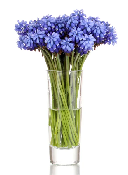 Muscari - hyacinth in glass isolated on white — Stock Photo, Image