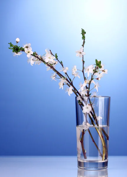 Beautiful cherry blossom in vase on blue background — Stock Photo, Image