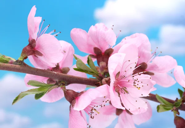 Schöne rosa Pfirsichblüte auf blauem Himmel Hintergrund — Stockfoto