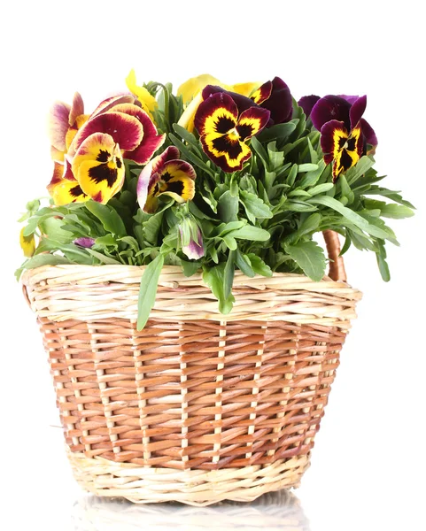 Beautiful violet pansies in basket isolated on a white — Stock Photo, Image