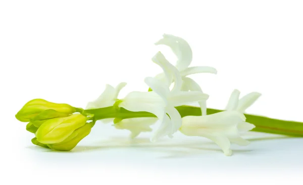 Beautiful white hyacinth isolated on white Royalty Free Stock Photos