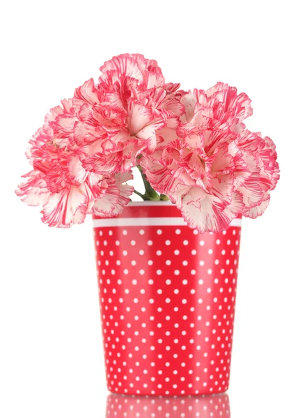 Hermosos claveles en copa roja aislados en blanco —  Fotos de Stock