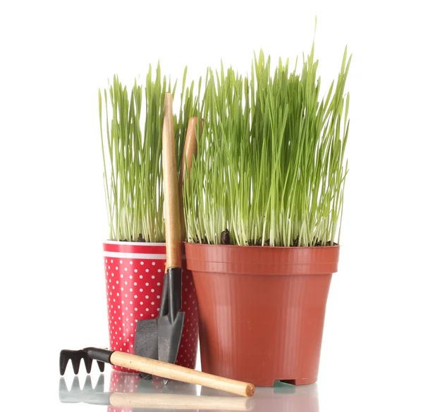 Green grass in two flowerpot isolated on white — Stock Photo, Image