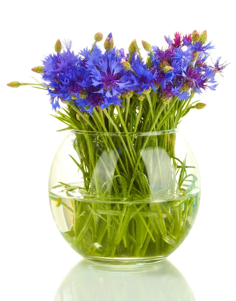Cornflowers in glass vase isolated on white — Stock Photo, Image