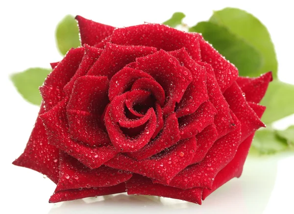 Hermosa rosa roja con gotas aisladas en blanco —  Fotos de Stock