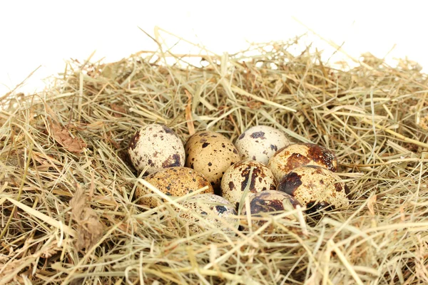 クローズ アップ ホワイト バック グラウンドの干し草の巣でウズラの卵 — ストック写真