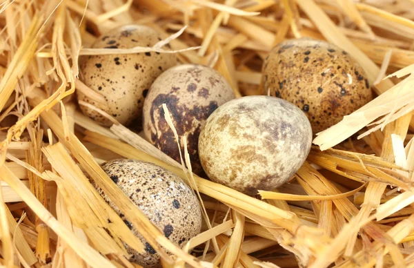 Jaja przepiórcze w gniazdo słomy z bliska — Zdjęcie stockowe