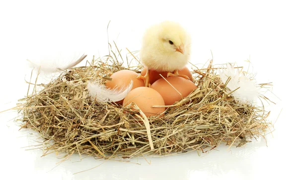 Piękne trochę kurczaka i jaj w gnieździe, na białym tle — Zdjęcie stockowe