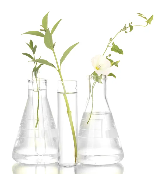 试管与一个透明的解决方案和植物离体上白色背景特写 — 图库照片