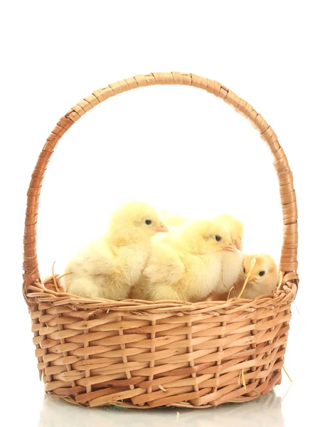 Красивые маленькие цыплята в корзине изолированы на белом — стоковое фото