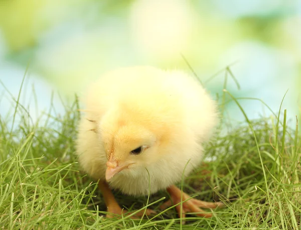 Beautiful little chicken on green grass in garden — Stock Photo, Image