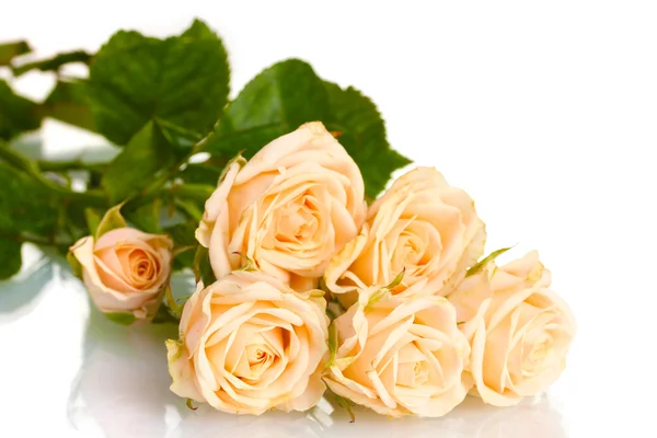 Bukiet białych róż izolowanych na białym — Zdjęcie stockowe