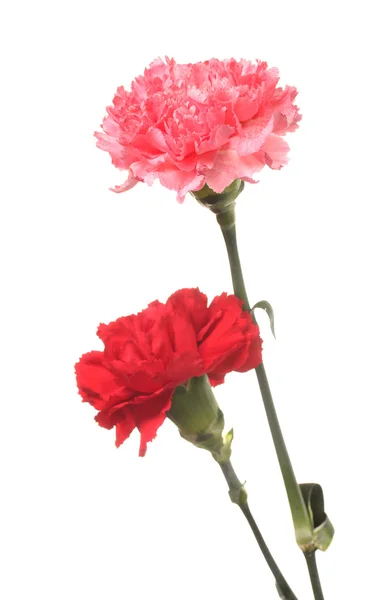 Two carnation isolated on white — Stock Photo, Image