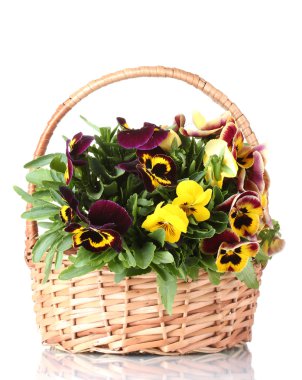 Beautiful violet pansies in basket isolated on a white clipart