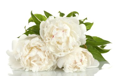 güzel peonies üzerinde beyaz izole