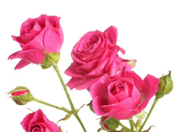 Petites roses roses isolées sur blanc — Photo