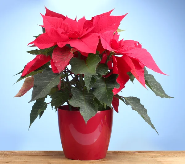 Beautiful poinsettia on wooden table on blue background — Stock Photo, Image
