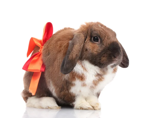 흰색 절연 붉은 활과 lop-eared 토끼 — 스톡 사진