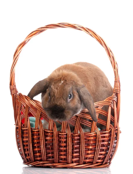 Lop-eared rabbit in a basket isolated on white — Stockfoto