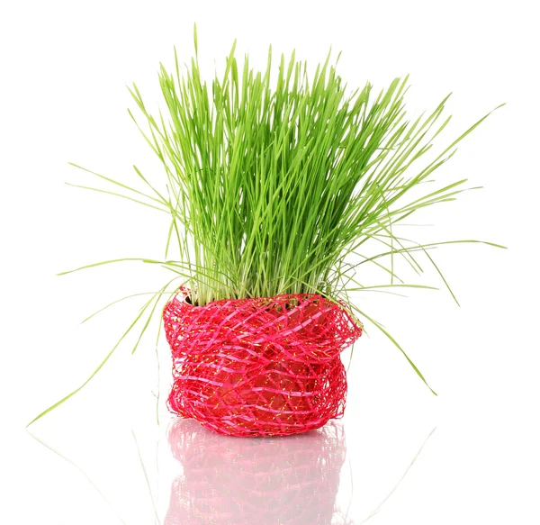 Erba verde in vaso isolato su bianco — Foto Stock