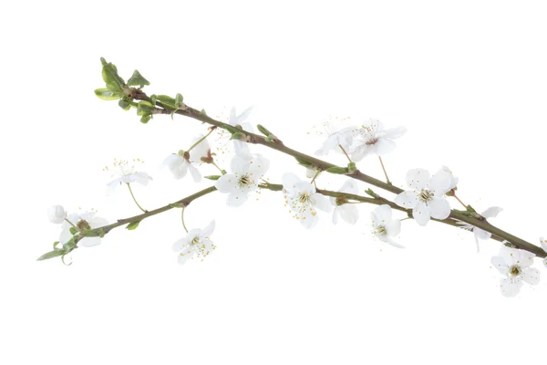 Frumos cireșe floare izolat pe alb — Fotografie, imagine de stoc