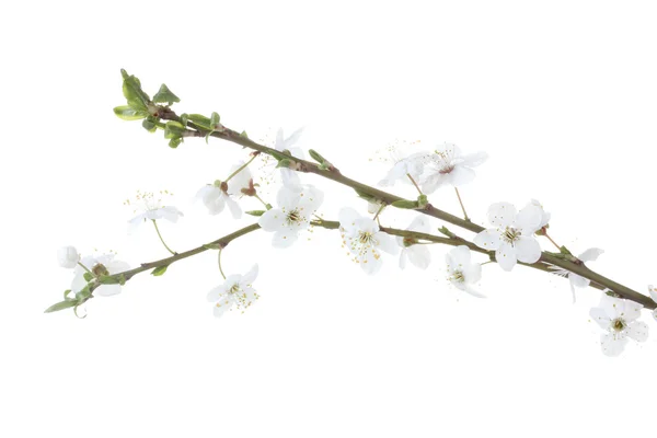 Vackra körsbärsblommor isolerad på vit — Stockfoto