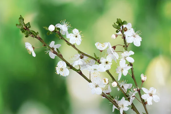 Vakker kirsebærblomst på grønn bakgrunn – stockfoto