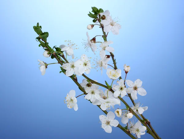 Beautiful cherry blossom on blue background — Stock Photo, Image