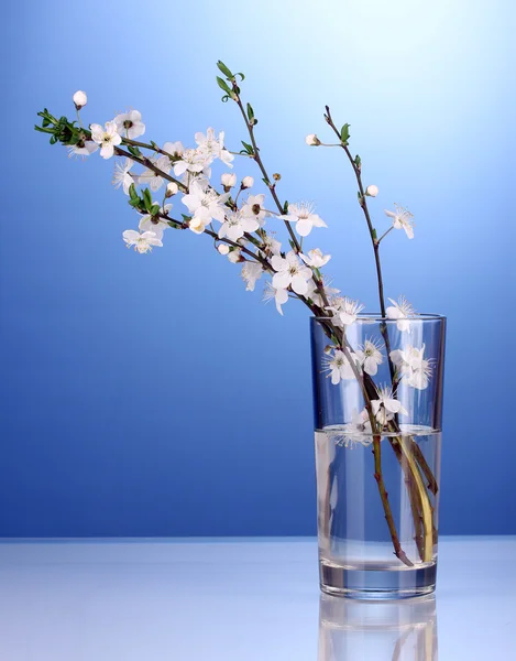 Mooie kersenbloesem in vaas op blauwe achtergrond — Stockfoto