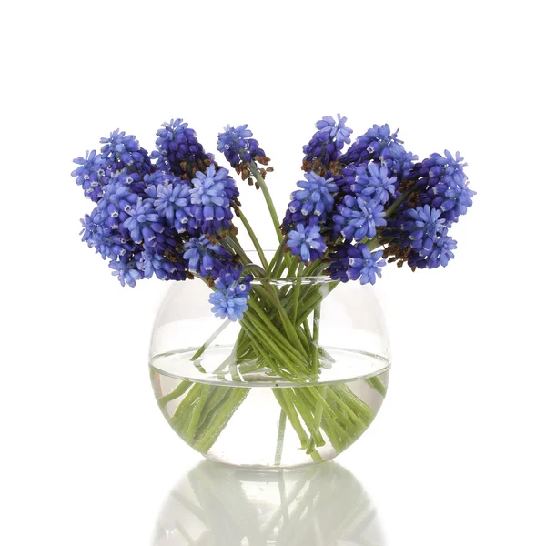 Muscari - hyacint i vas isolerad på vit — Stockfoto