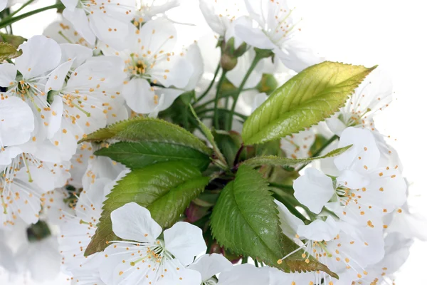 Hermosa flor de cerezo de cerca —  Fotos de Stock
