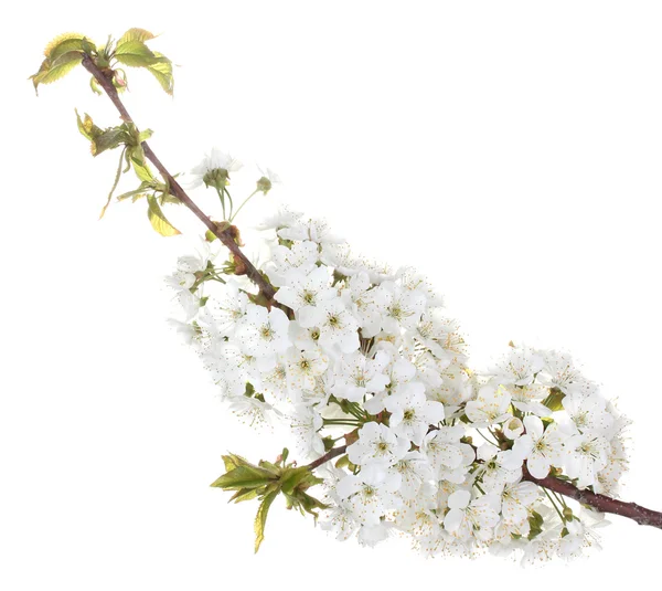 Красива вишнева квітка ізольована на білому — стокове фото