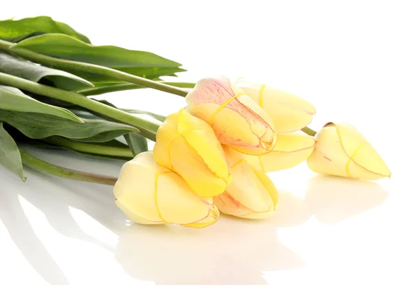 Bei tulipani isolati su bianco — Foto Stock
