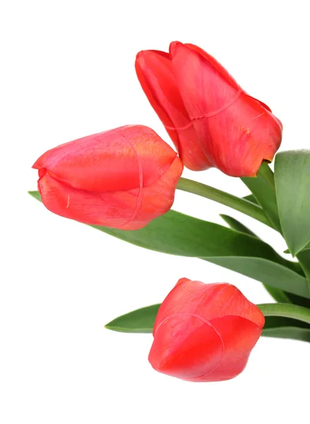 Красивые тюльпаны изолированы на белом — стоковое фото