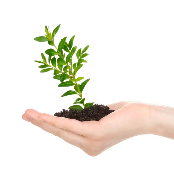 Young plant in hand isolated on white — Stock Photo, Image