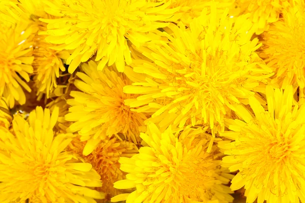 タンポポの花のクローズ アップ — ストック写真
