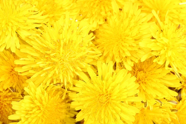 Квіти кульбаби Закри — стокове фото