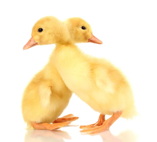 Two duckling isolated on white — Stock Photo, Image