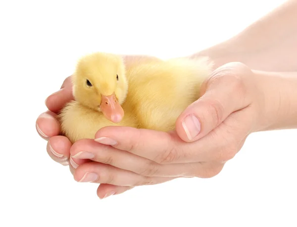 Elinde beyaz izole ördek yavrusu — Stok fotoğraf
