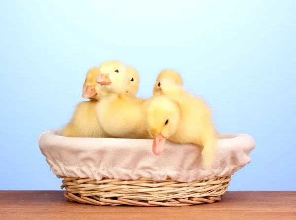Duckling in basket on wooden table on blue background — Stock Photo, Image